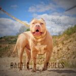Baltic Bulls - Bildergalerie - Bonez - 01