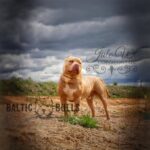 Baltic Bulls - Bildergalerie - Bonez - 02