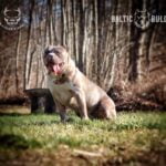 Baltic Bulls - Bildergalerie - Haze - 01