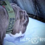 Baltic Bulls - Bildergalerie - Abbas - 05
