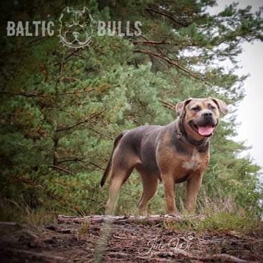 Baltic Bulls Jordi