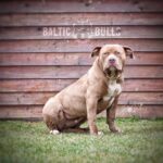 Baltic-Bulls-American-Bullies-Baltic-Bulls-Kylie-Bildergalerie-02