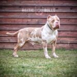 Baltic-Bulls-American-Bullies-KPN-Cairo-Bildergalerie-03