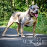 baltic bulls american bullies karamba bildergalerie01