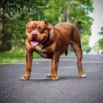 baltic bulls american bullies teflon don bildergalerie01