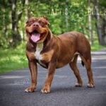 baltic bulls american bullies teflon don bildergalerie02