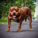 baltic bulls american bullies teflon don bildergalerie03