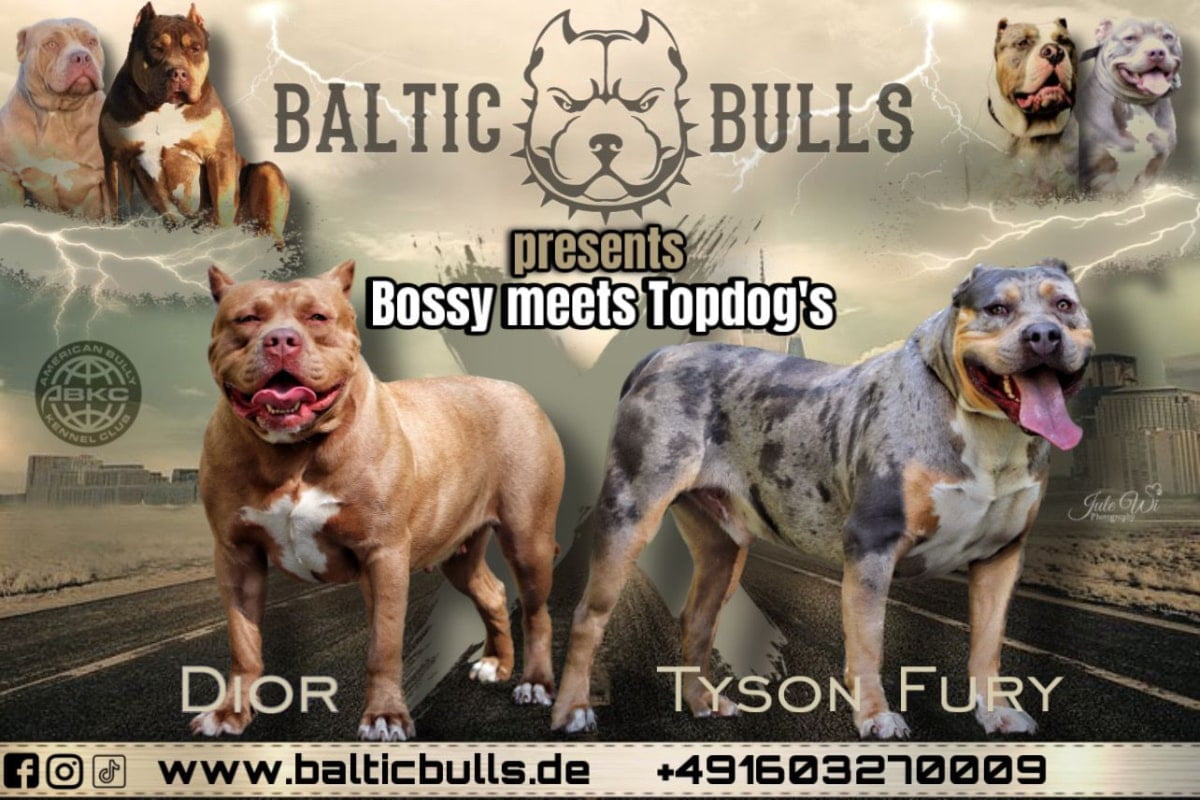 Baltic-Bulls-Neuigkeiten-Wurfplanung-Bossy-meets-Topdogs-min
